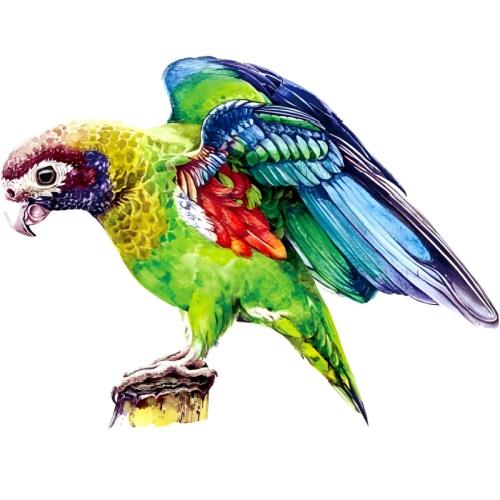 Drevené puzzle Macaw/L H22011